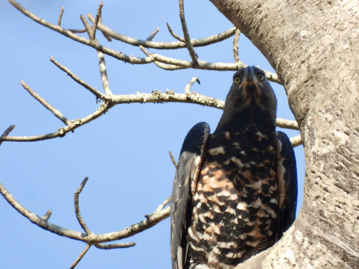 Crowned Eagle - ML641863645