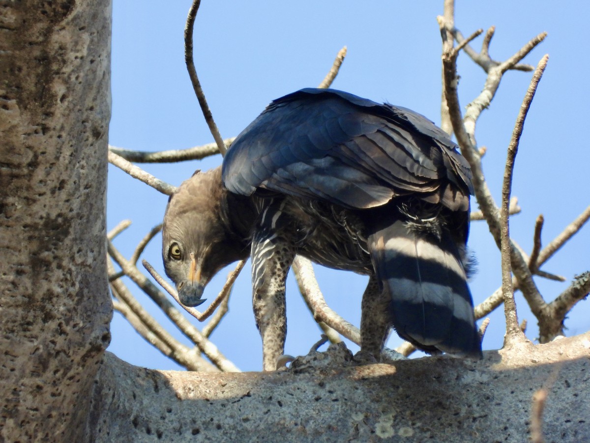 Crowned Eagle - ML641863646