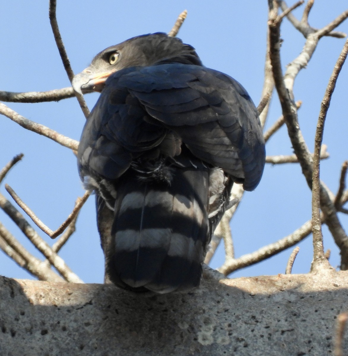 Crowned Eagle - ML641863647