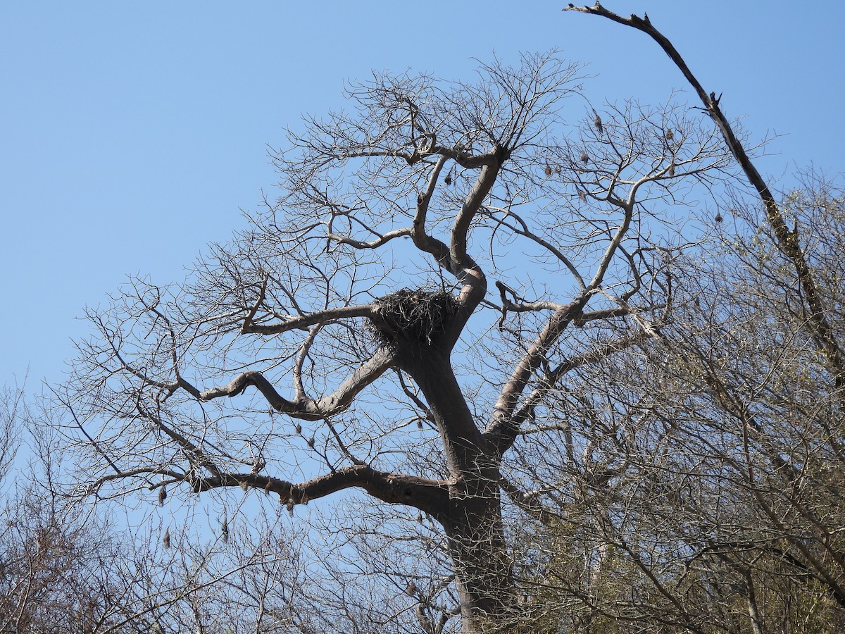 Crowned Eagle - ML641863649