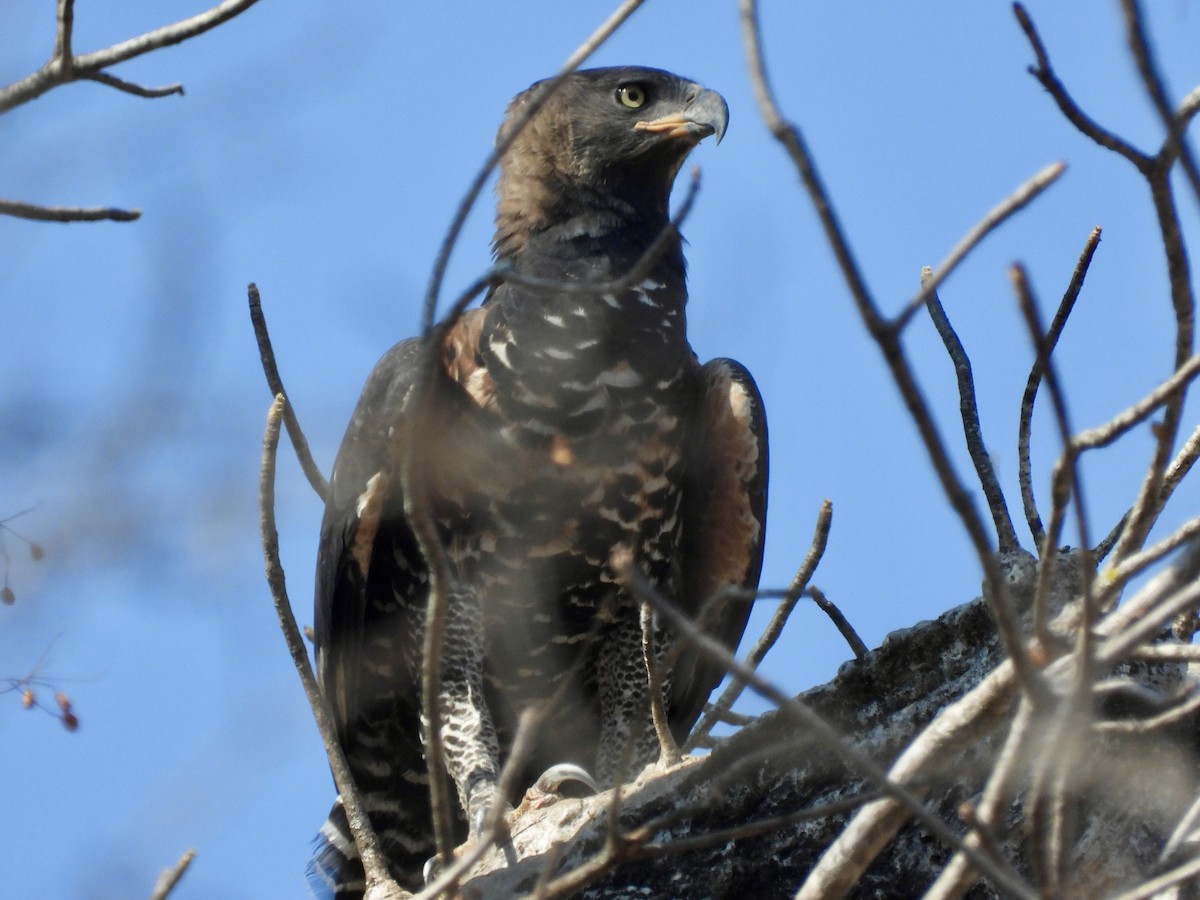 Crowned Eagle - ML641863650
