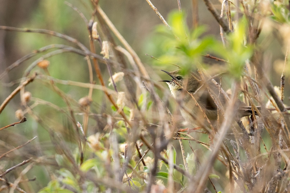 Chinese Bush Warbler - ML641863653