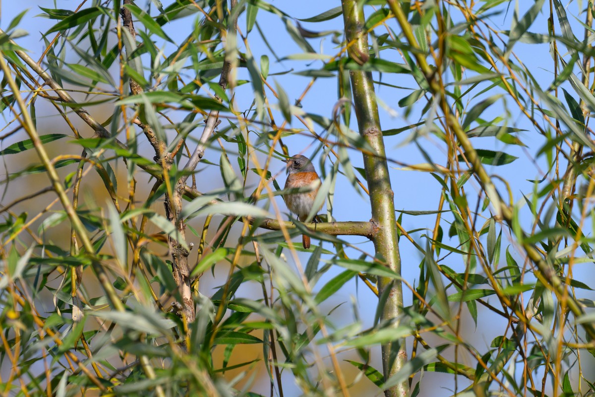 Common Redstart - ML641863666