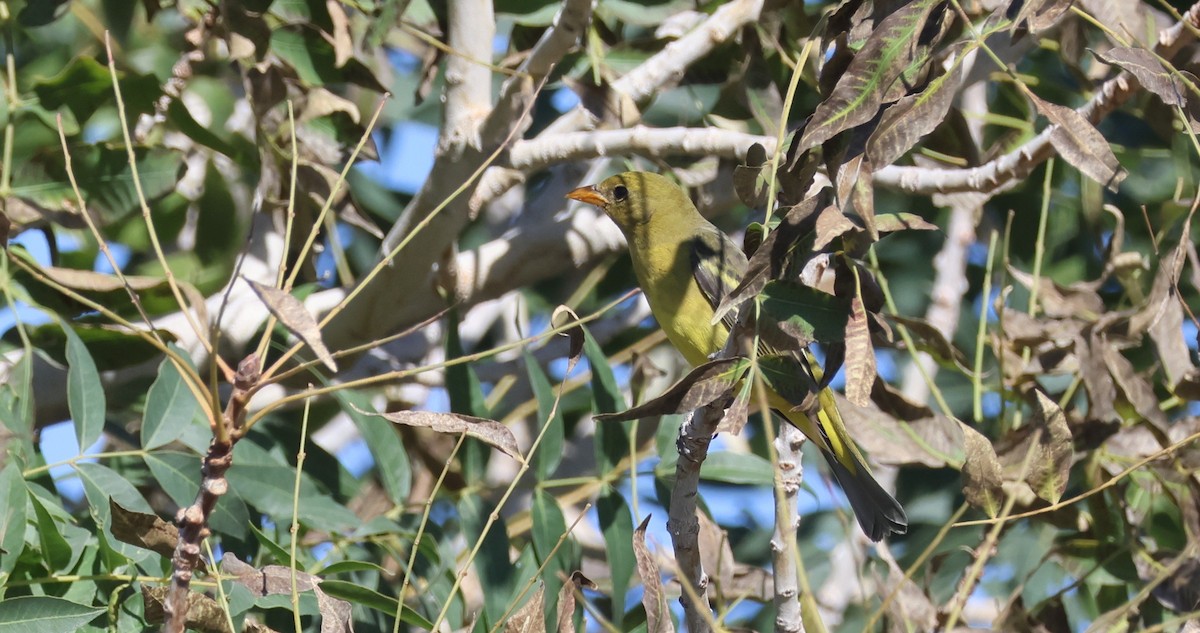 Western Tanager - ML641863668