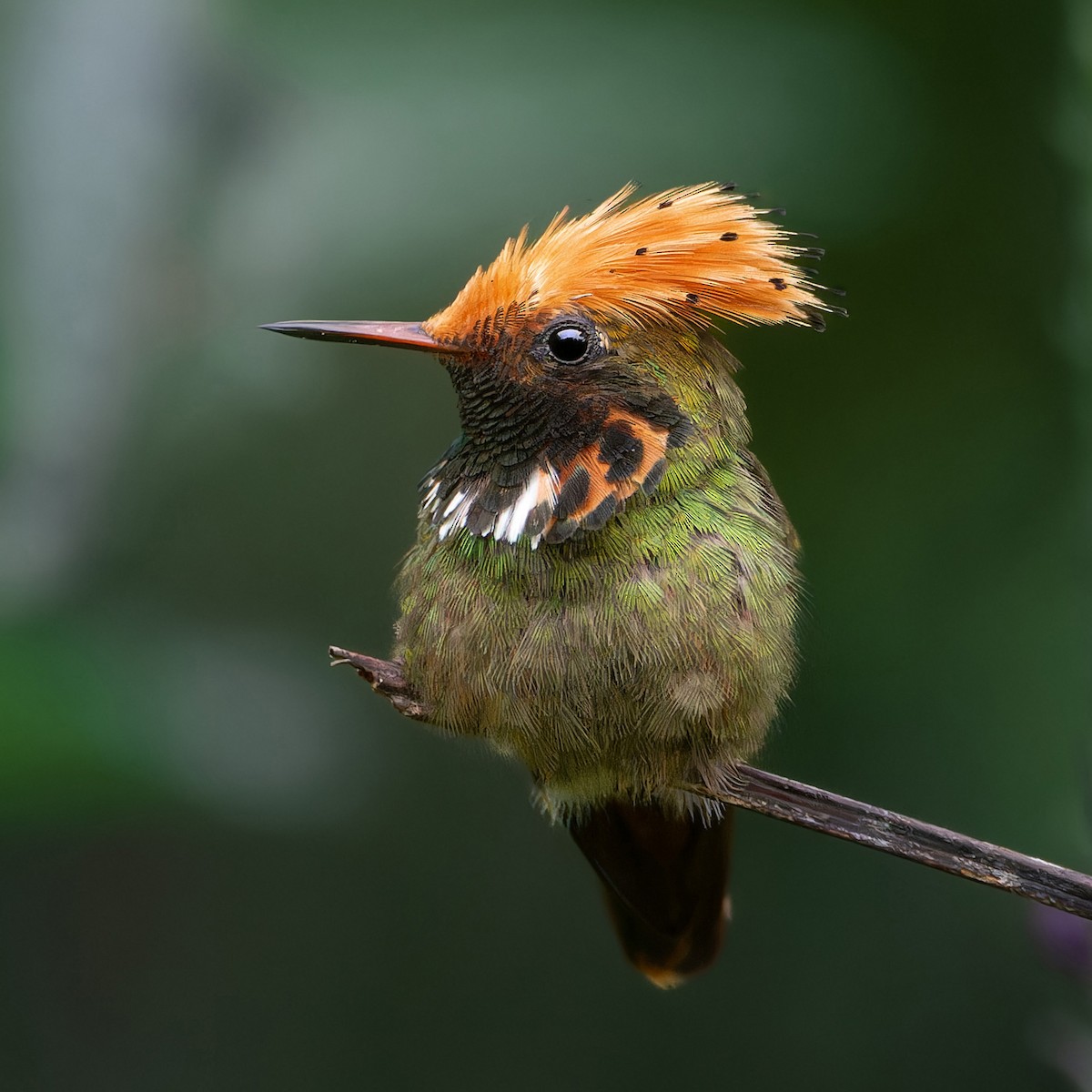 Spangled Coquette - ML641863678