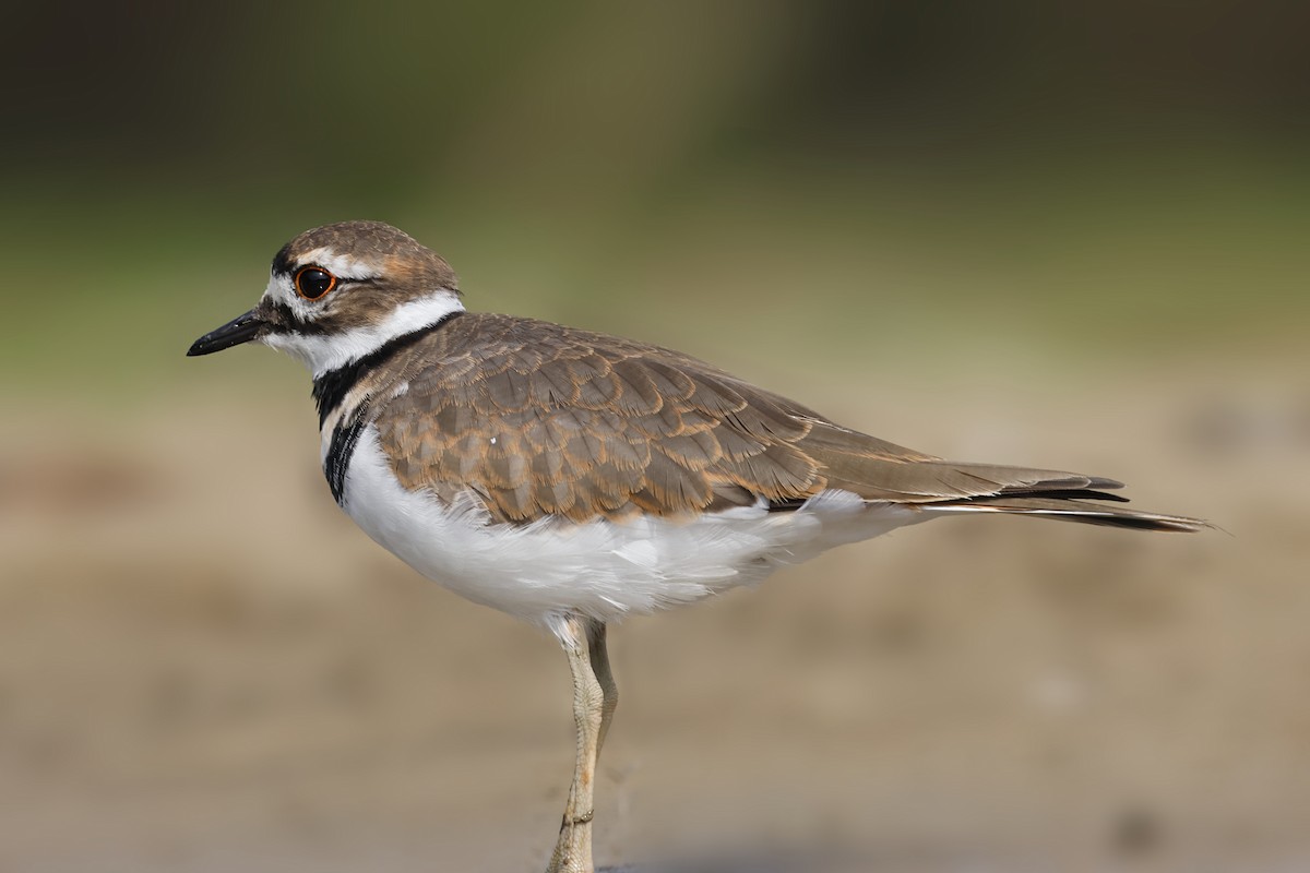 Killdeer - ML641863693