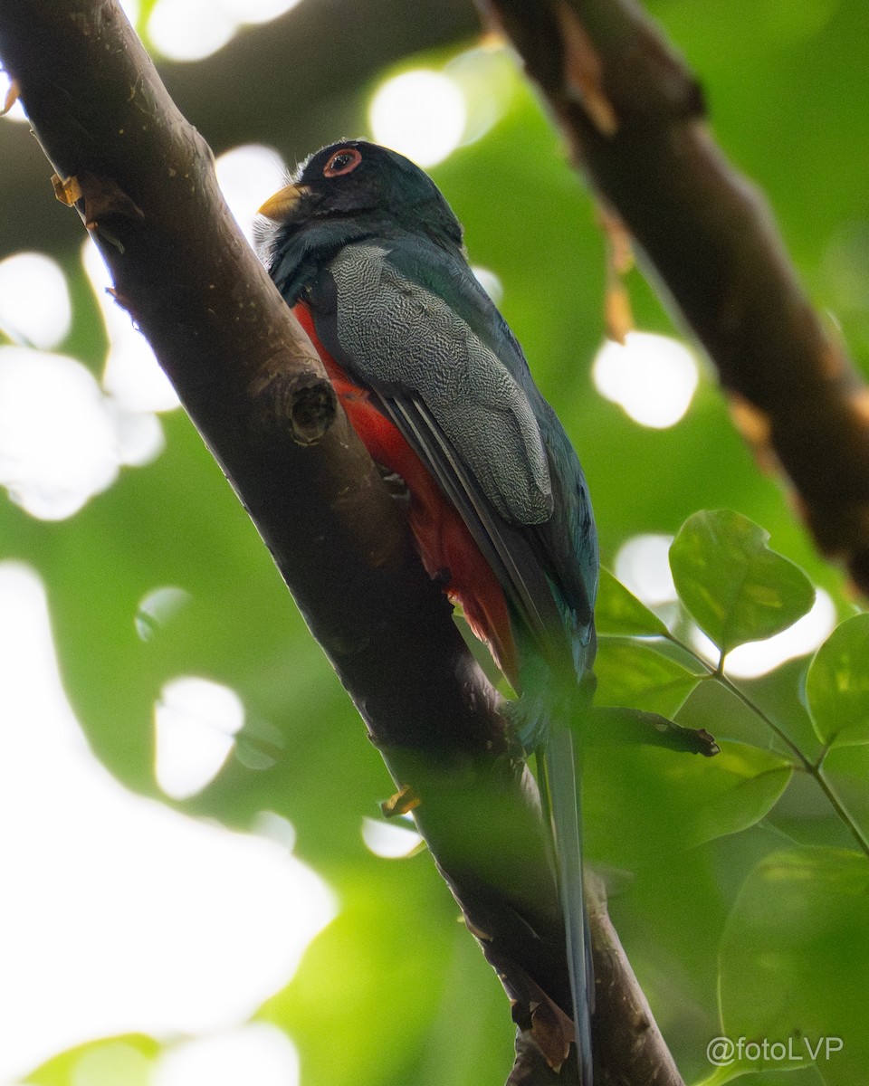 Slaty-tailed Trogon - ML641863708