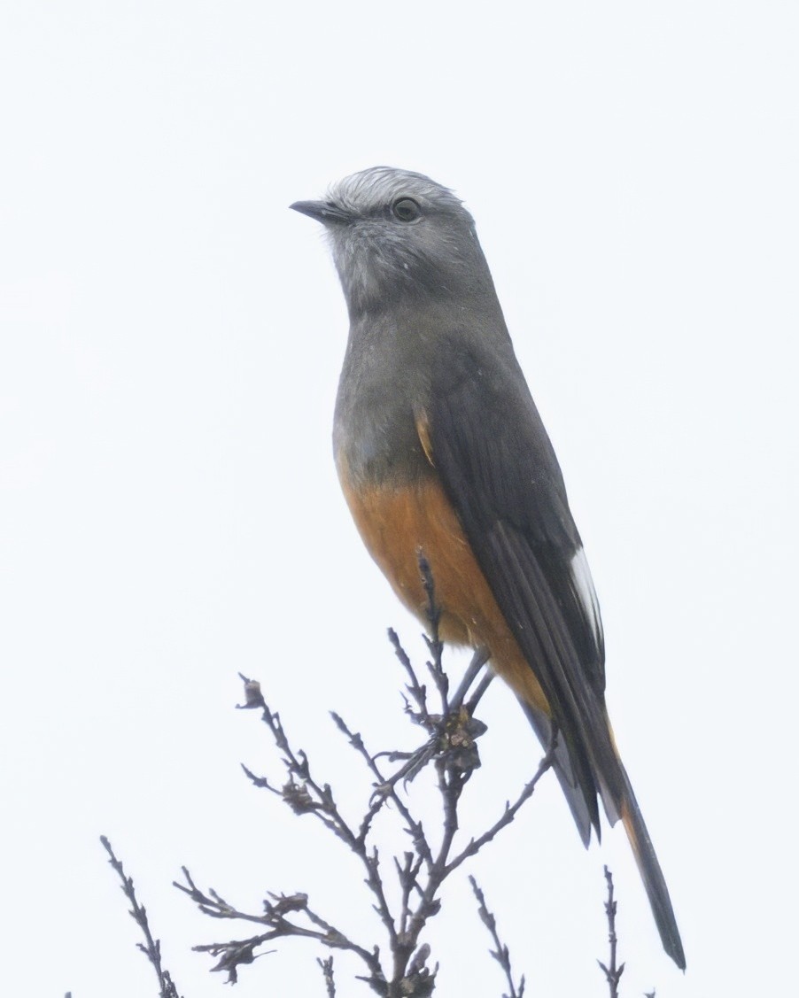 コシアカヤブタイランチョウ - ML641863737