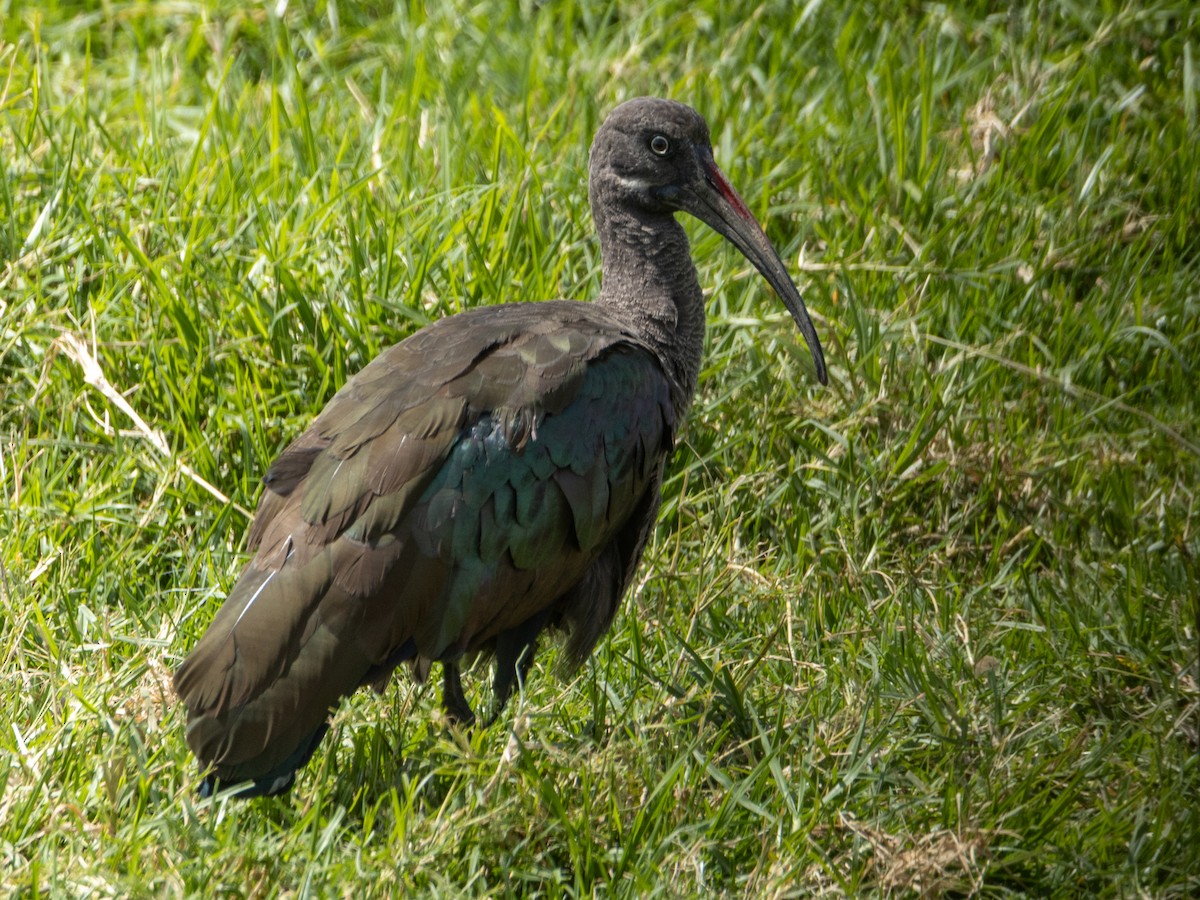 ibis hagedaš - ML641863741