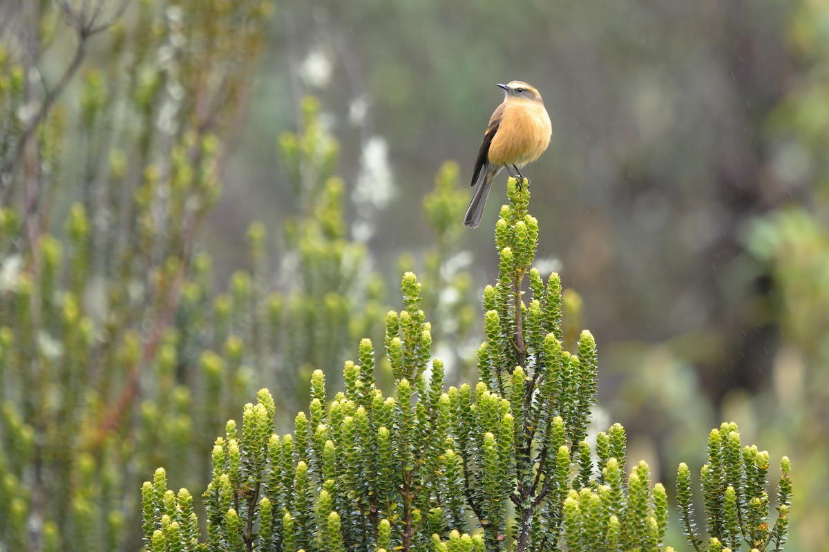 Brown-backed Chat-Tyrant - ML641863758