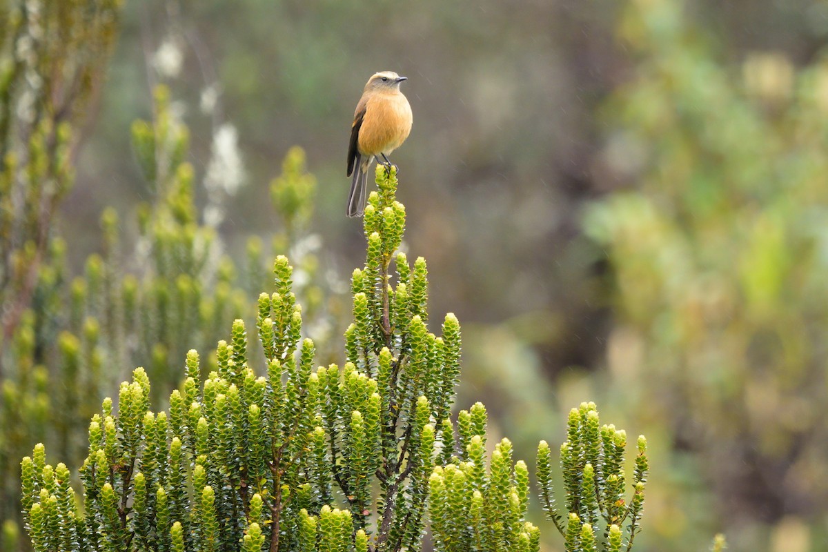 Brown-backed Chat-Tyrant - ML641863759