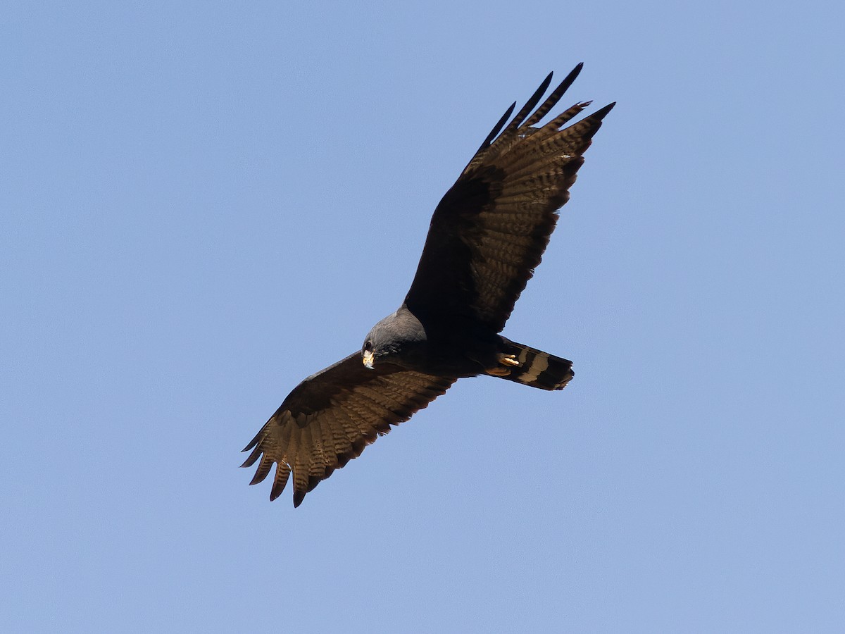 Zone-tailed Hawk - ML641863760