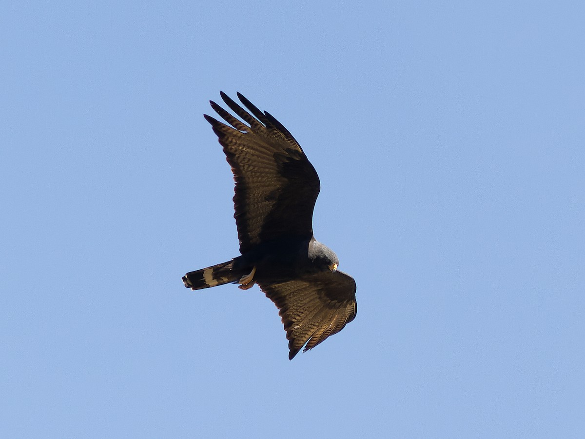 Zone-tailed Hawk - ML641863764
