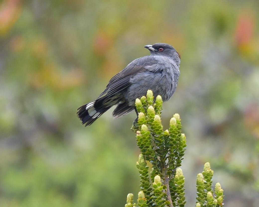Red-crested Cotinga - ML641863771