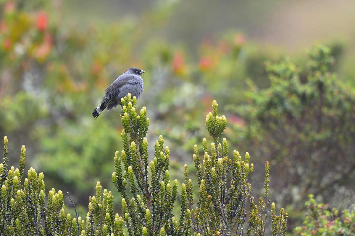 Red-crested Cotinga - ML641863773