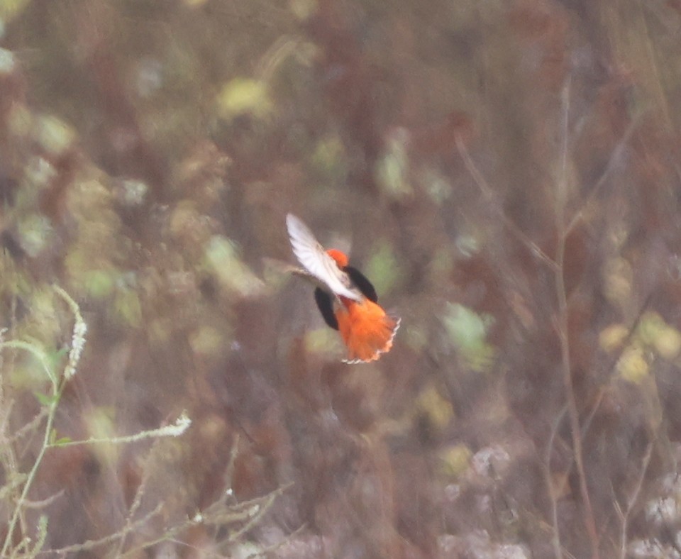 Northern Red Bishop - ML641863779
