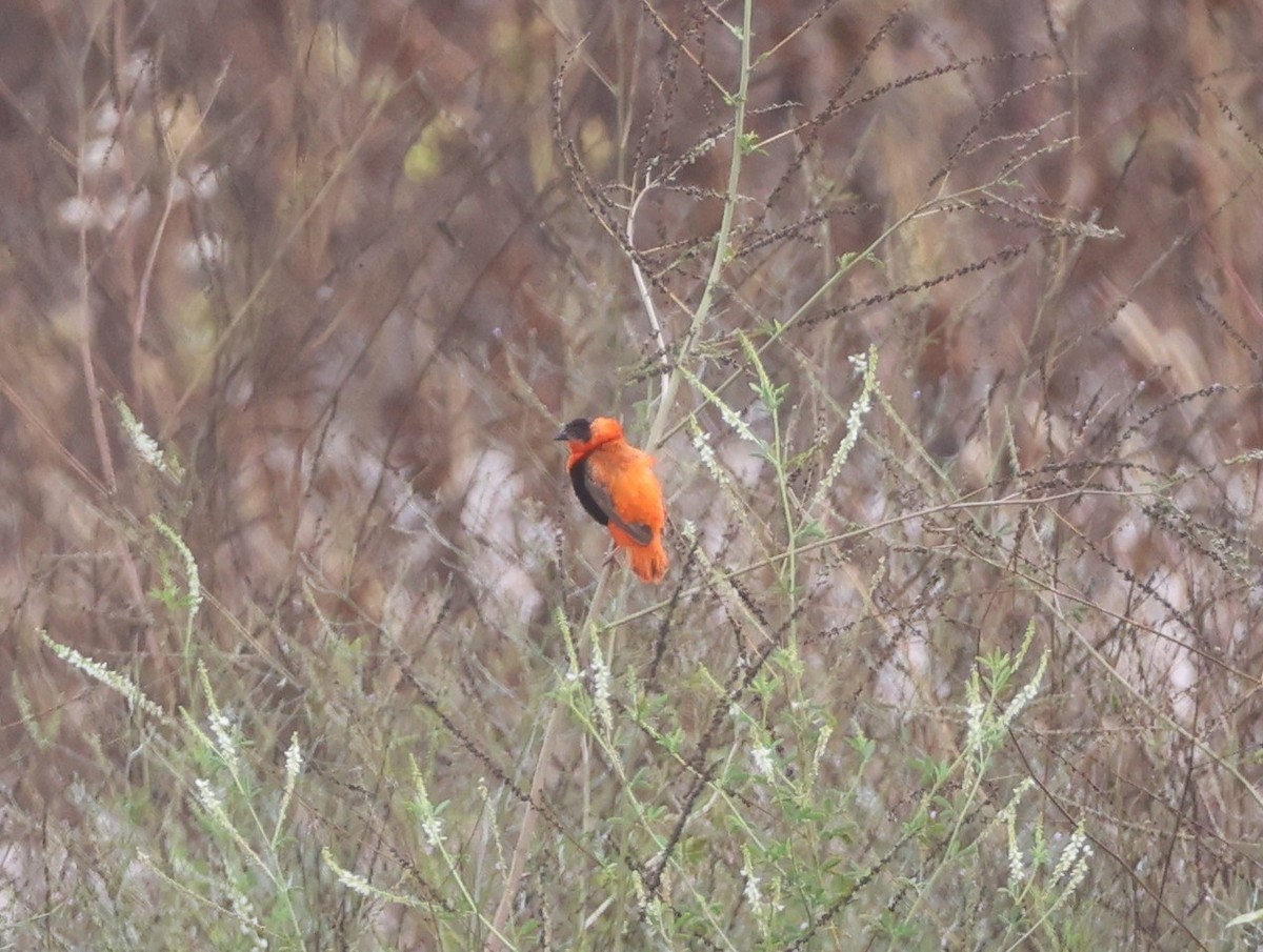 Northern Red Bishop - ML641863781