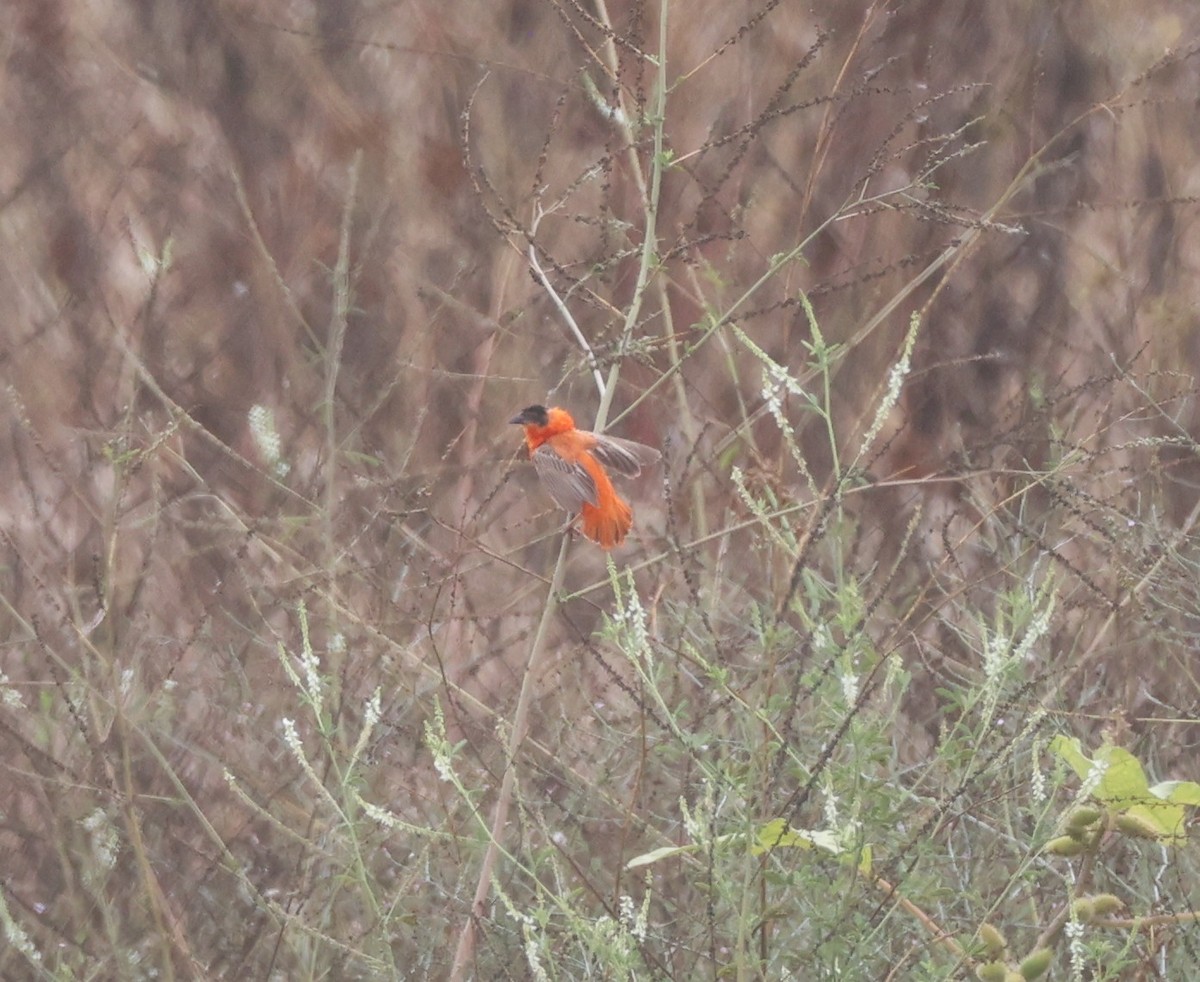 Northern Red Bishop - ML641863784