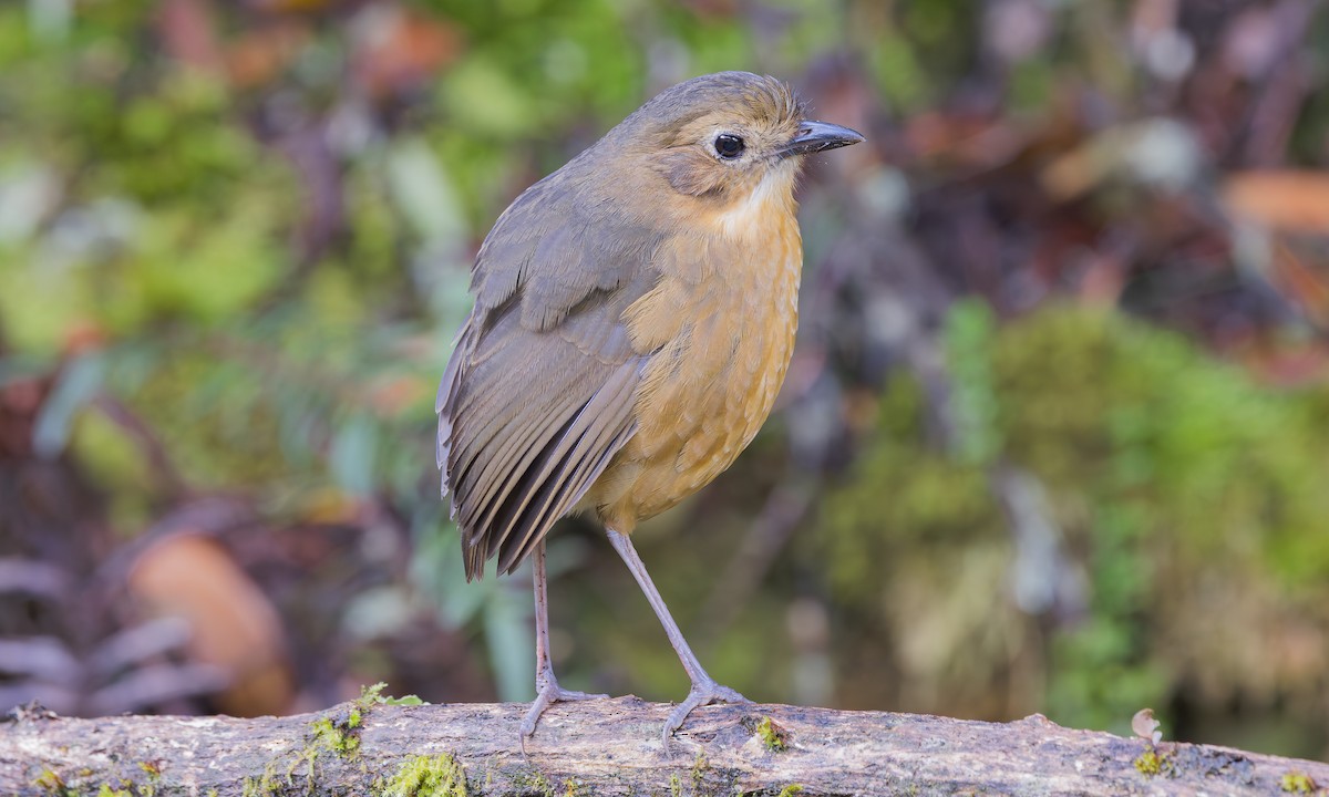 Tawny Antpitta - ML641863798