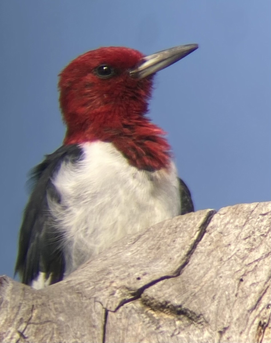 Red-headed Woodpecker - ML641863808