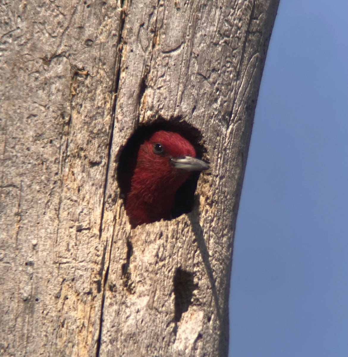 Red-headed Woodpecker - ML641863809