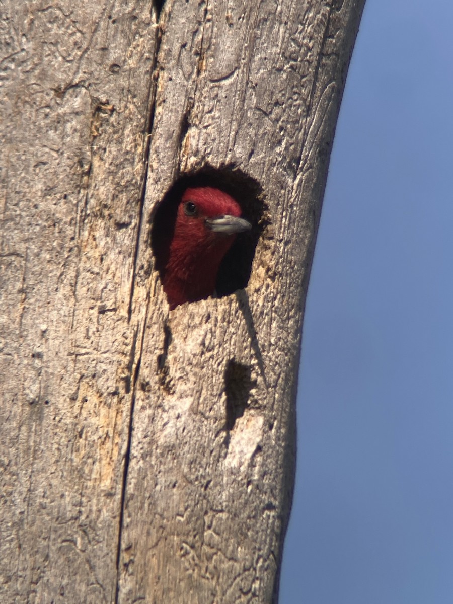 Red-headed Woodpecker - ML641863810