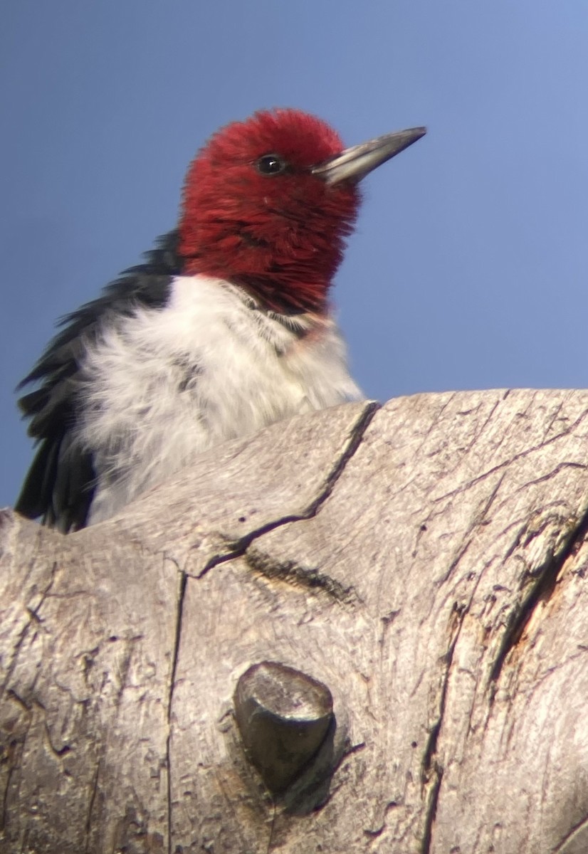 Red-headed Woodpecker - ML641863811