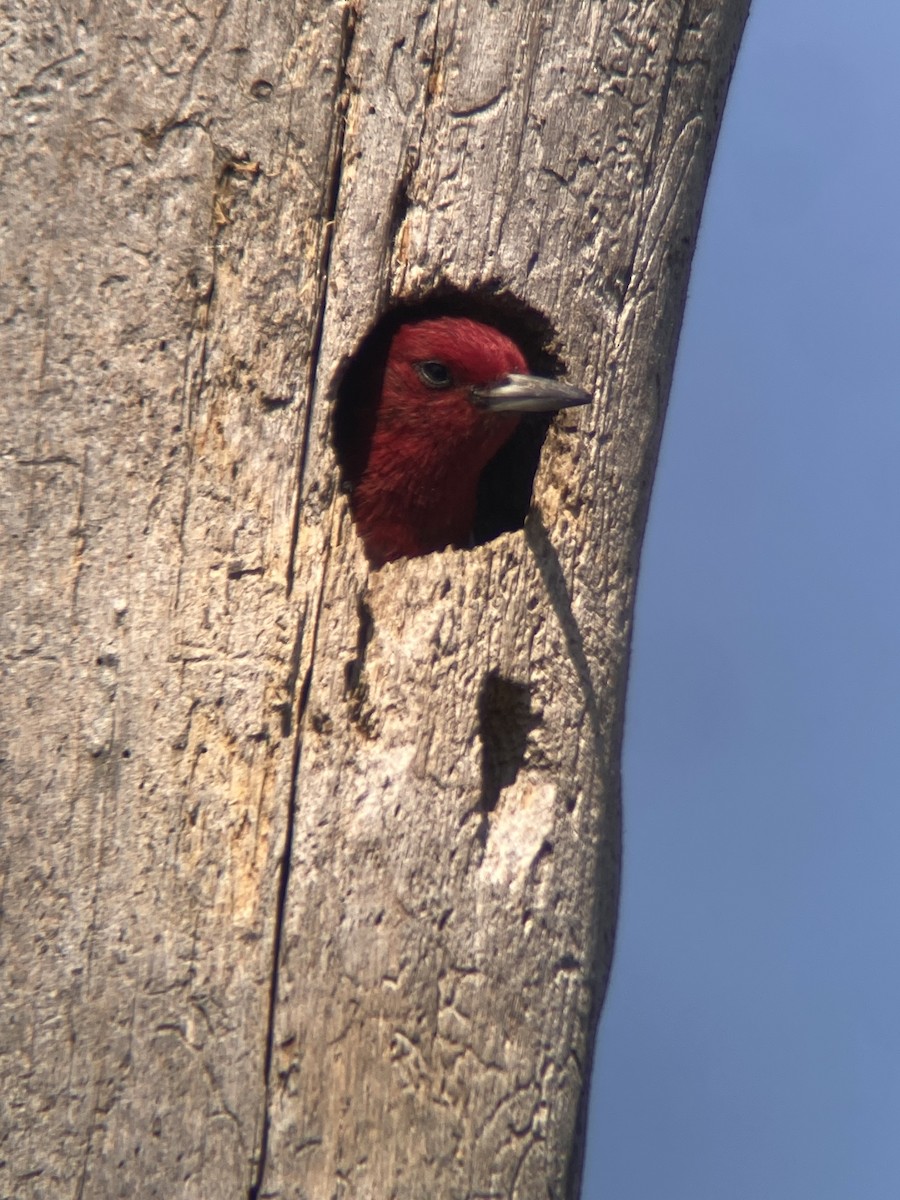 Red-headed Woodpecker - ML641863812