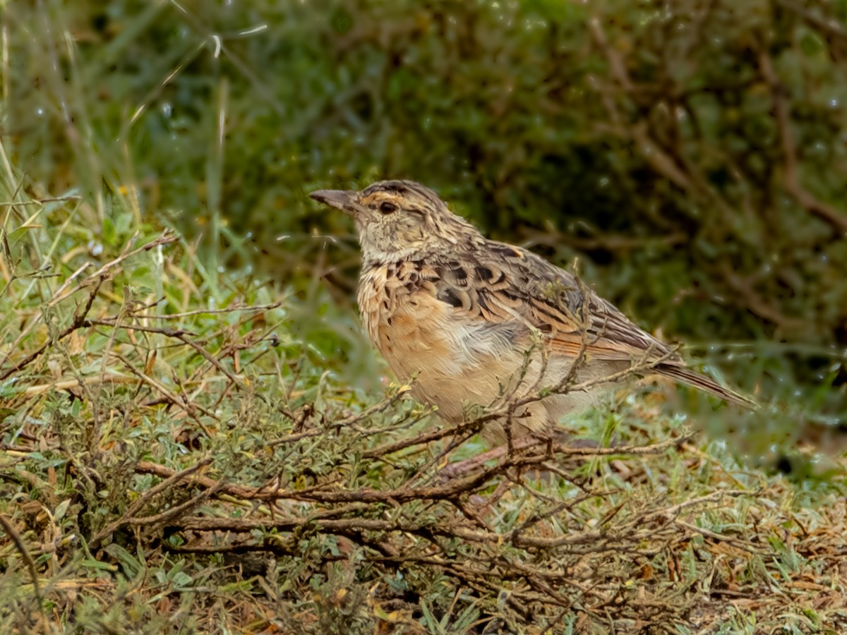 Rufous-naped/Sentinel Lark - ML641863819
