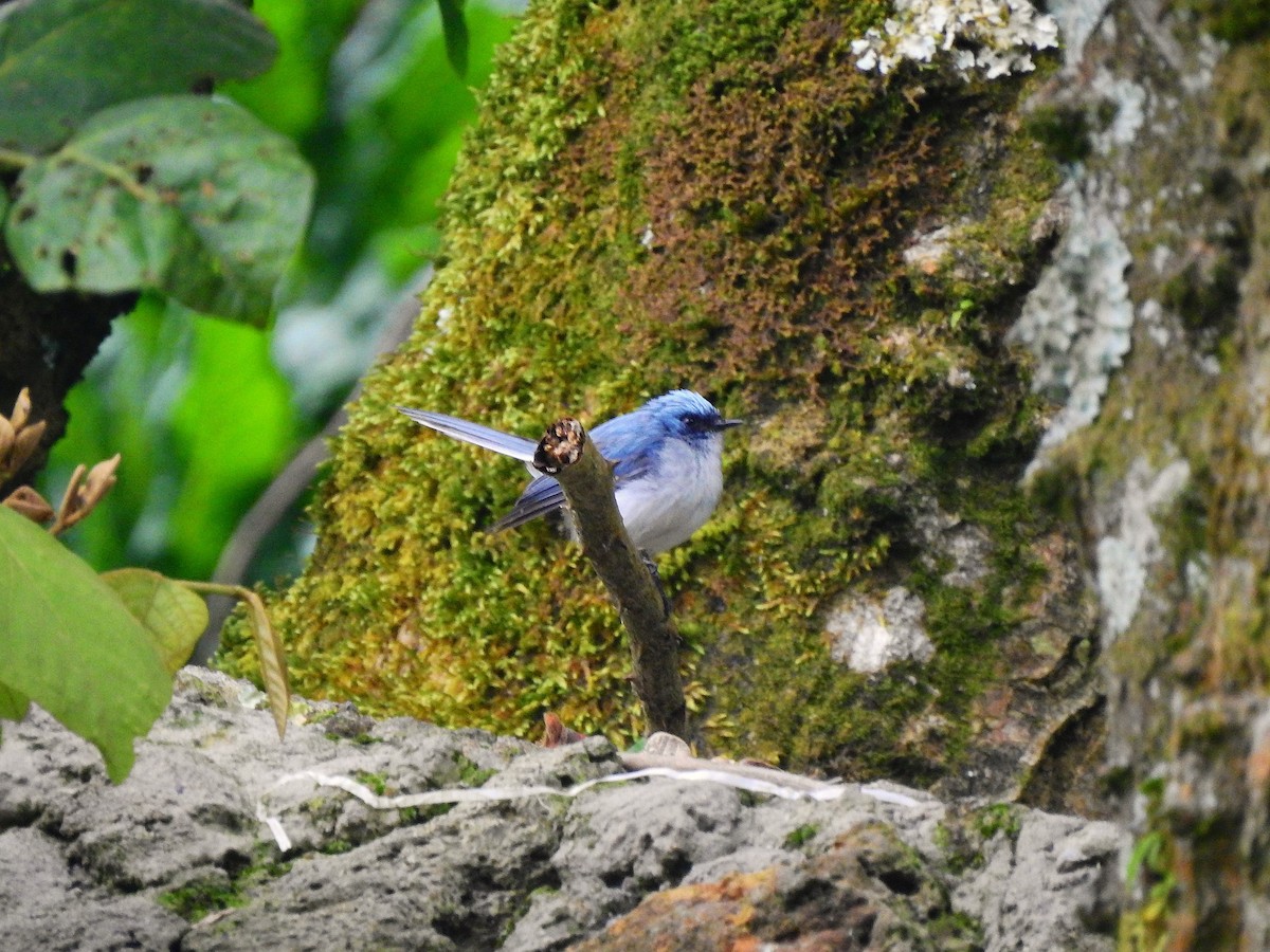 White-tailed Blue Flycatcher - ML641863822
