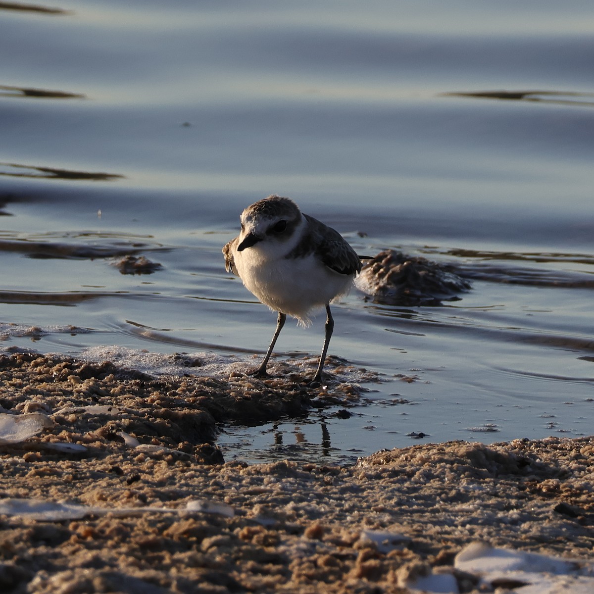 hvitbrystlo - ML641863836