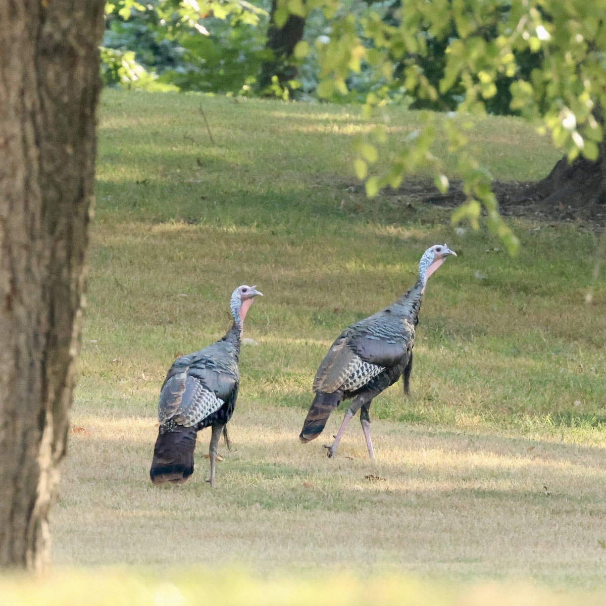 Guajolote Gallipavo - ML641863837