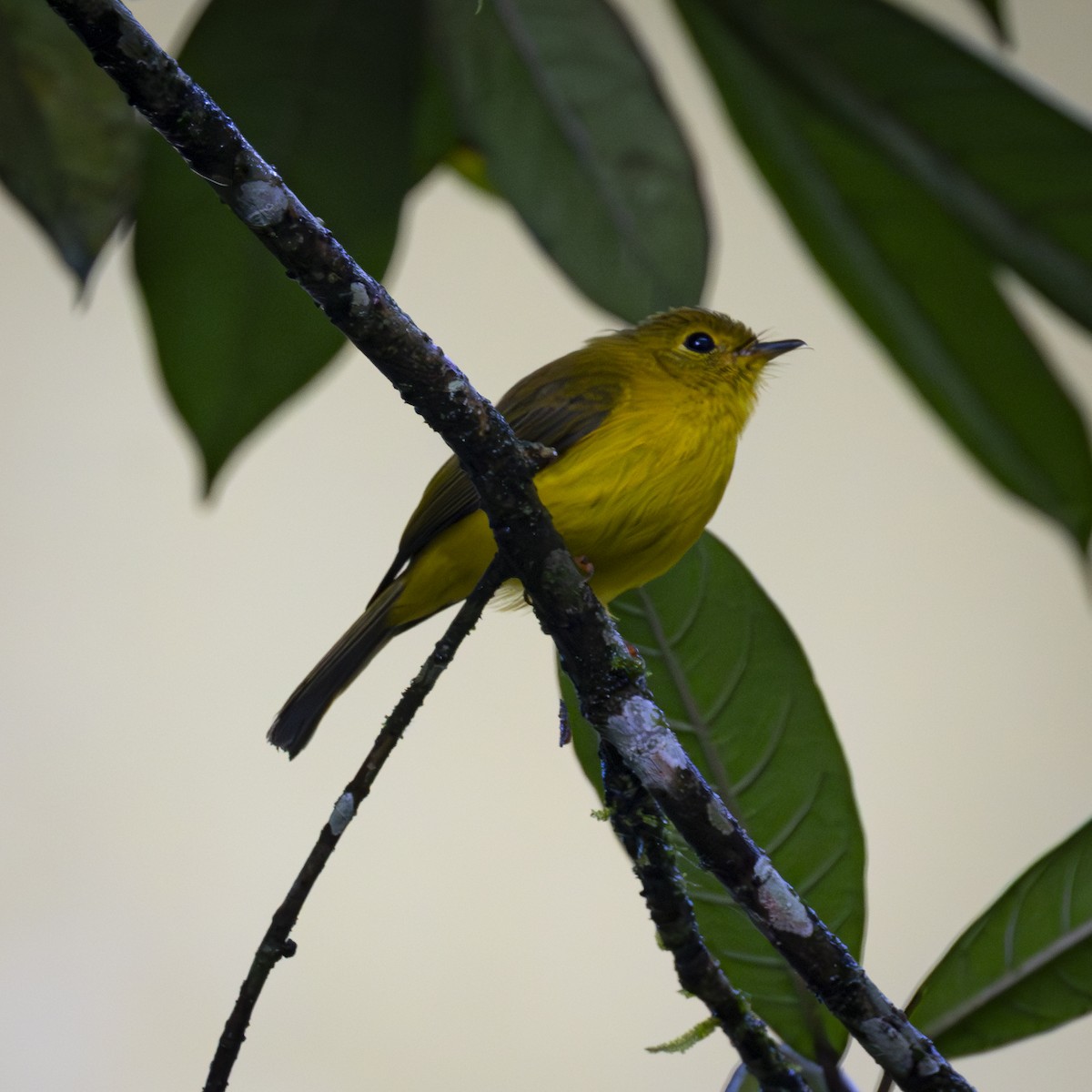 Gobemoustique canari - ML641863841
