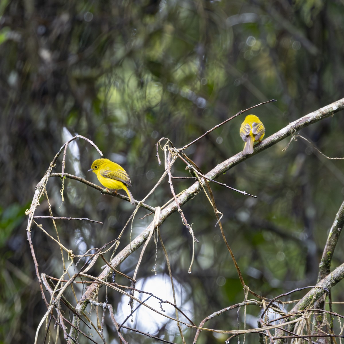 Gobemoustique canari - ML641863842