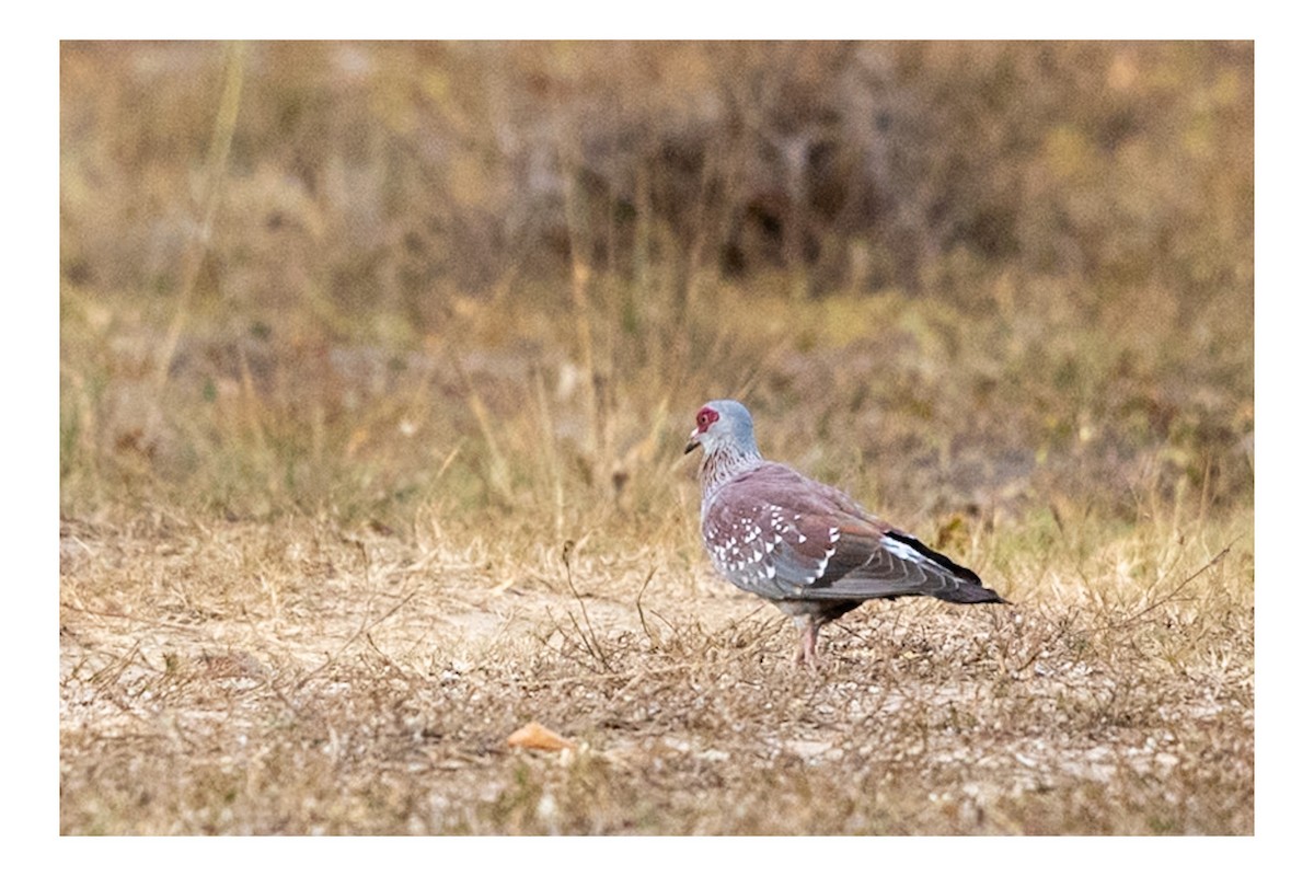 Speckled Pigeon - ML641863843