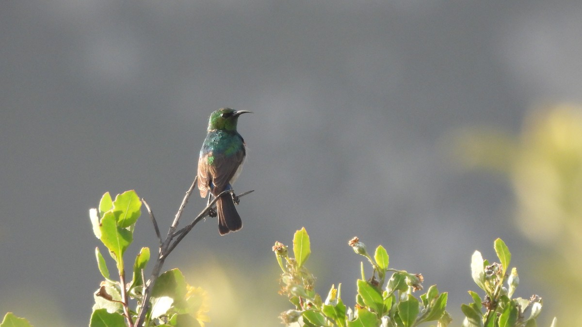 Southern Double-collared Sunbird - ML641863845