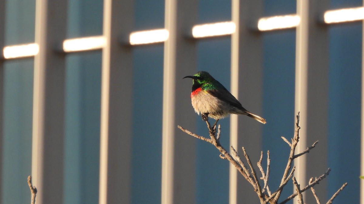Southern Double-collared Sunbird - ML641863846