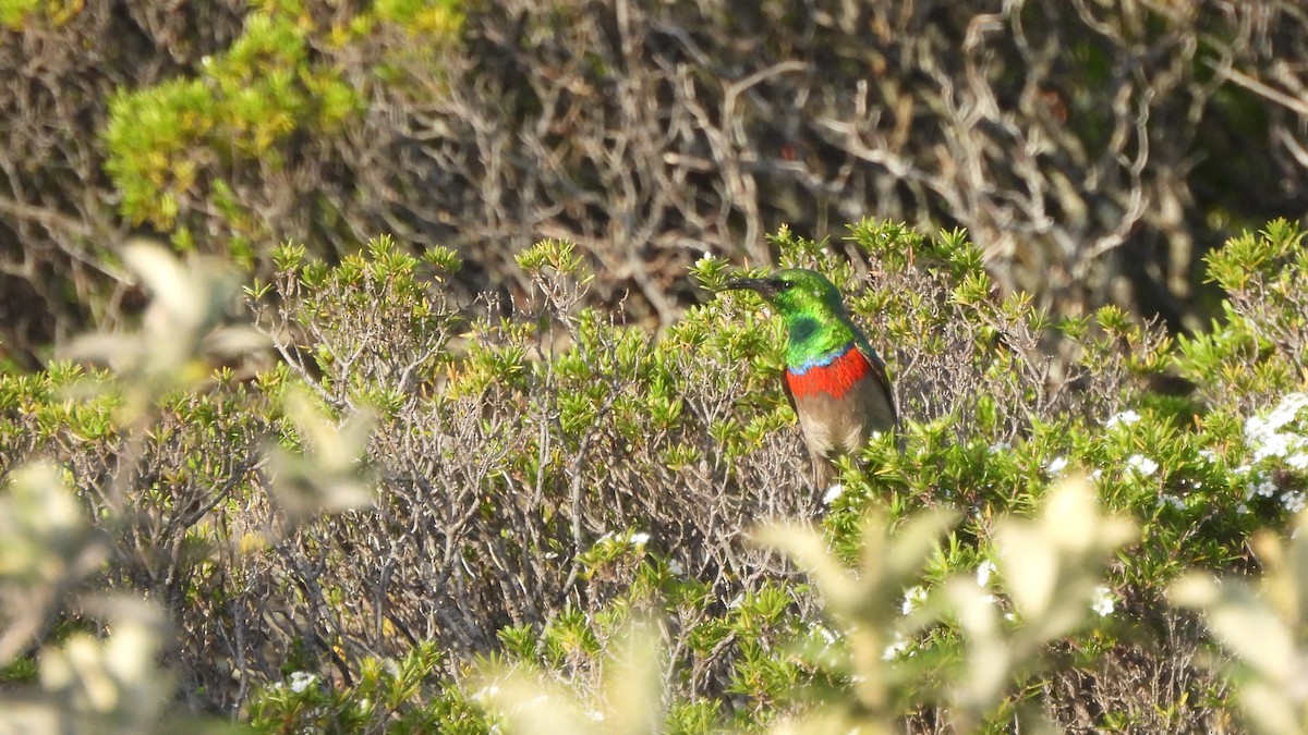 Southern Double-collared Sunbird - ML641863847