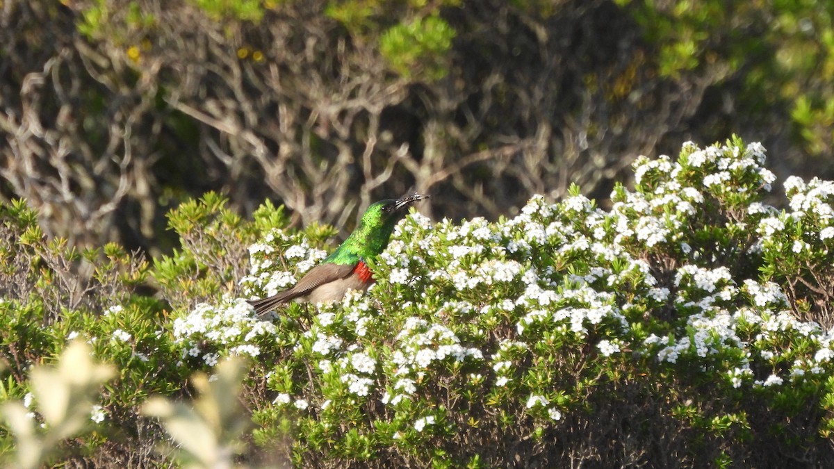 Southern Double-collared Sunbird - ML641863848