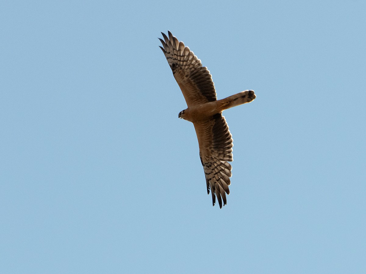 Montagu's Harrier - ML641863856