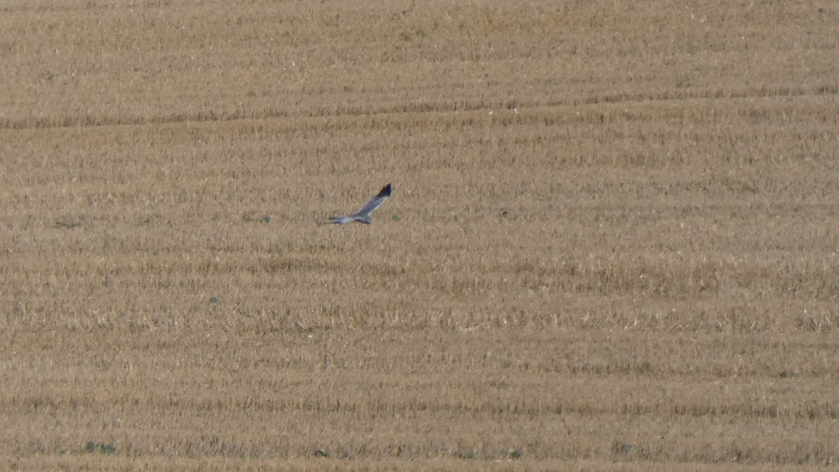 Montagu's Harrier - ML641863883