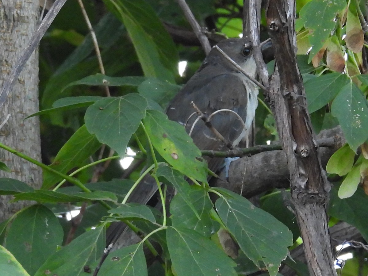 Black-billed Cuckoo - ML641863910