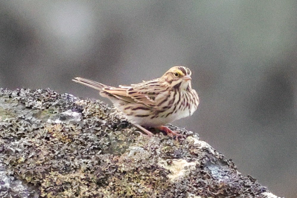 Savannah Sparrow - ML641863927