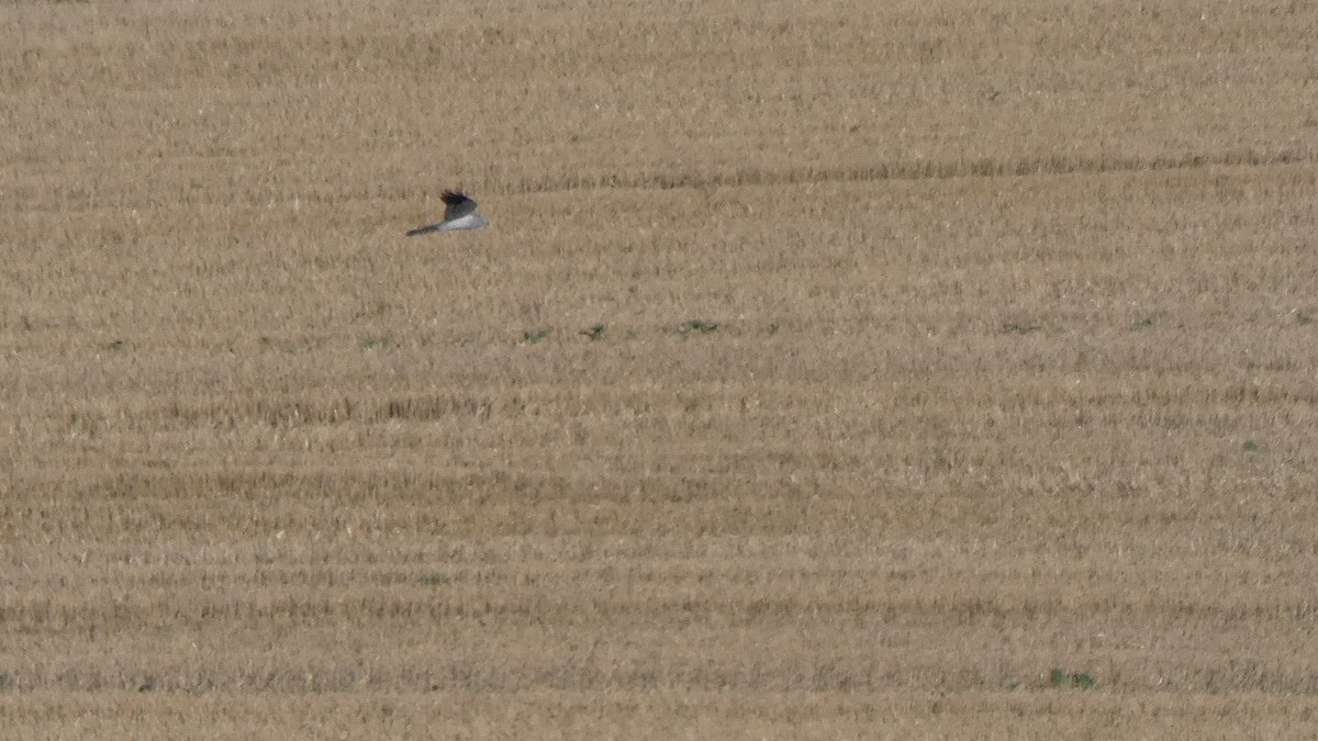 Montagu's Harrier - ML641863928