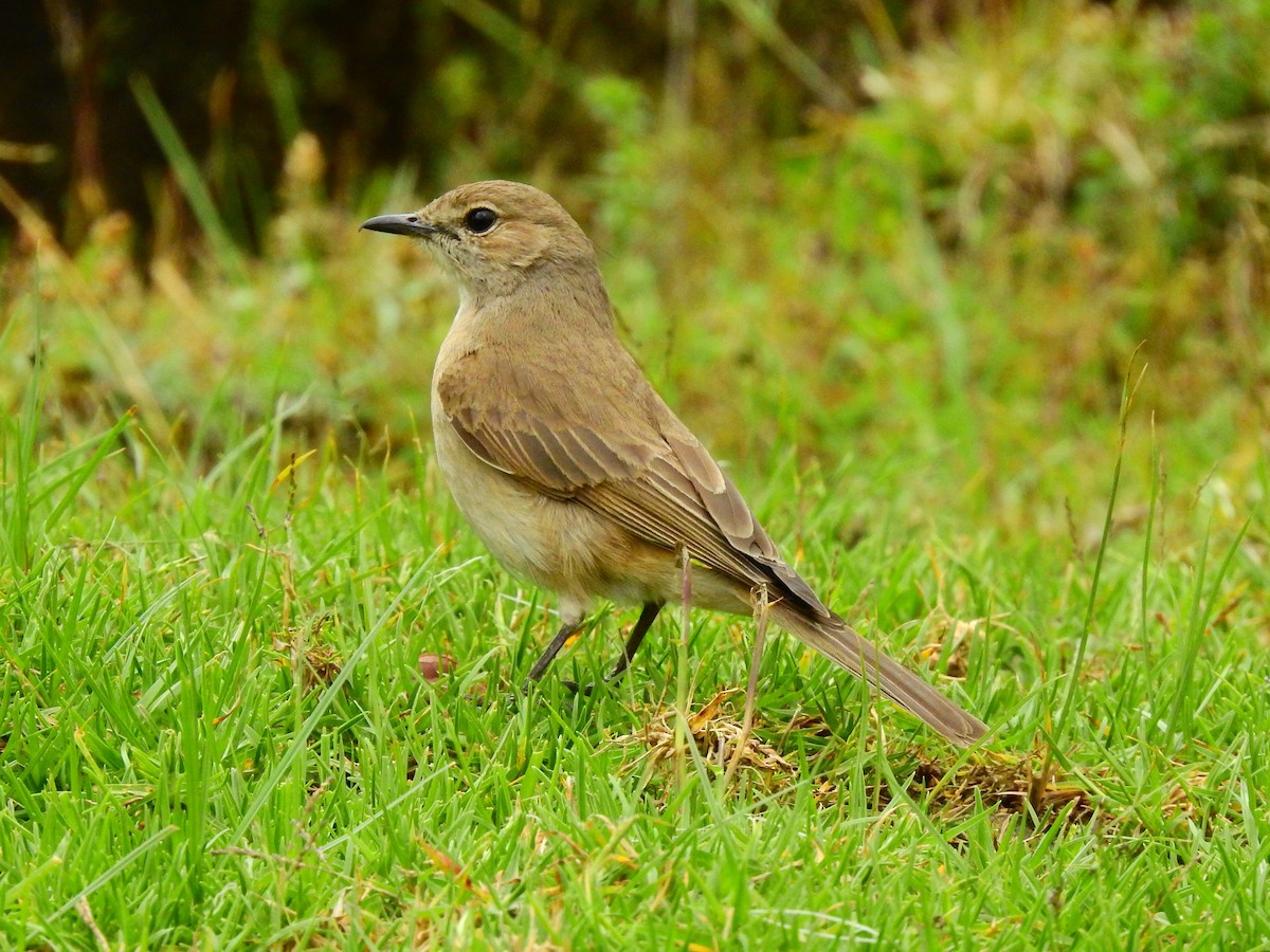 Pale Flycatcher - ML641863937