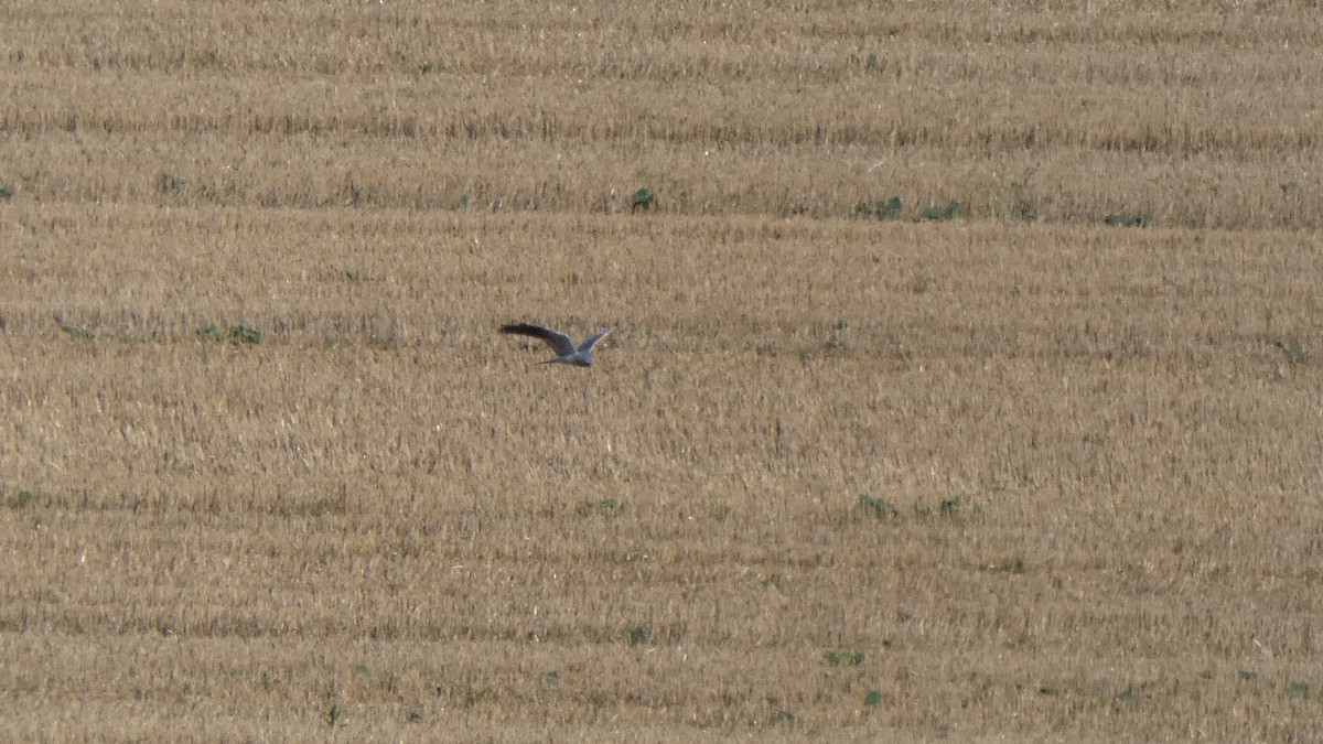 Montagu's Harrier - ML641863943