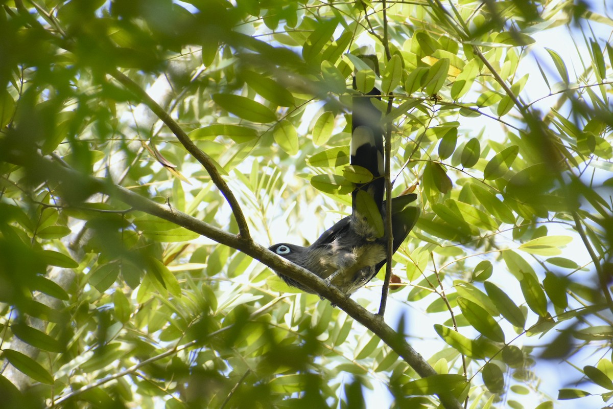Blue-faced Malkoha - ML641863944