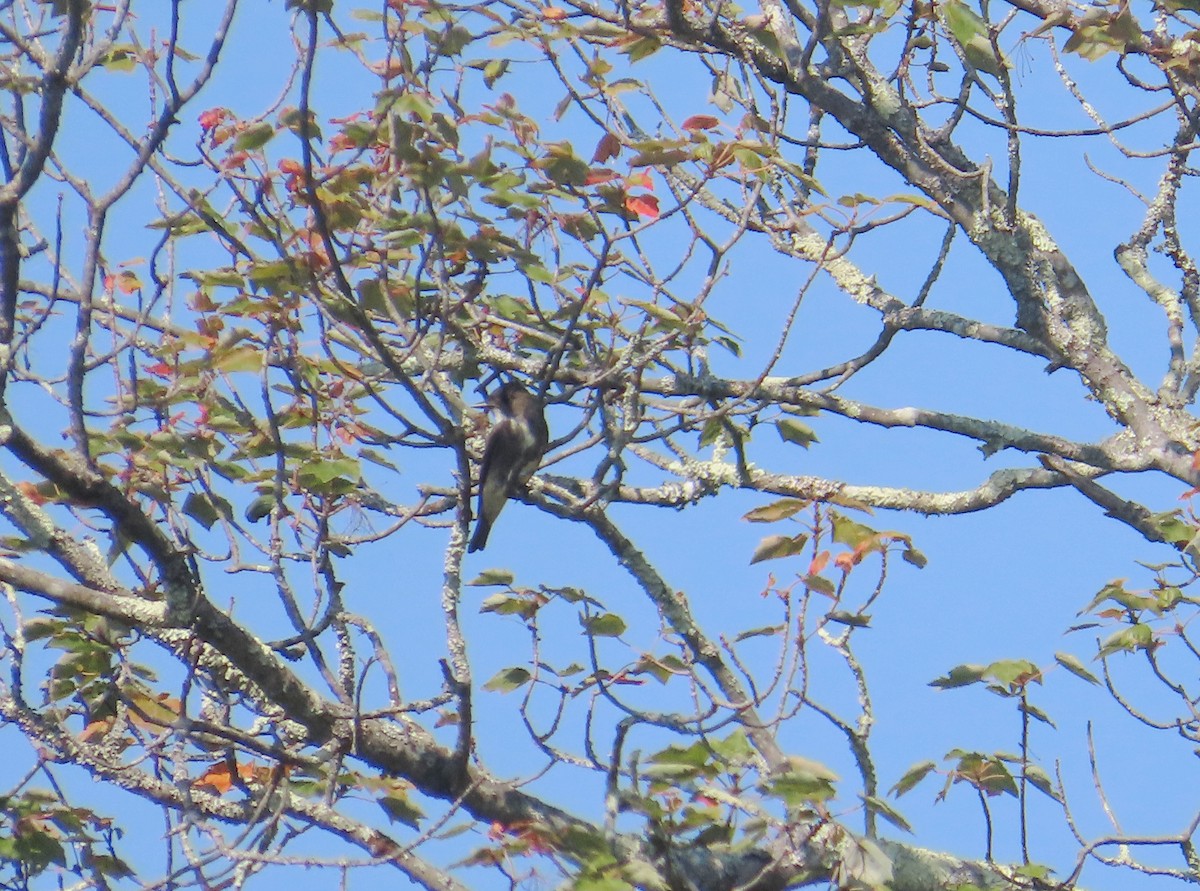 Boreal Sinekkapan - ML641863958