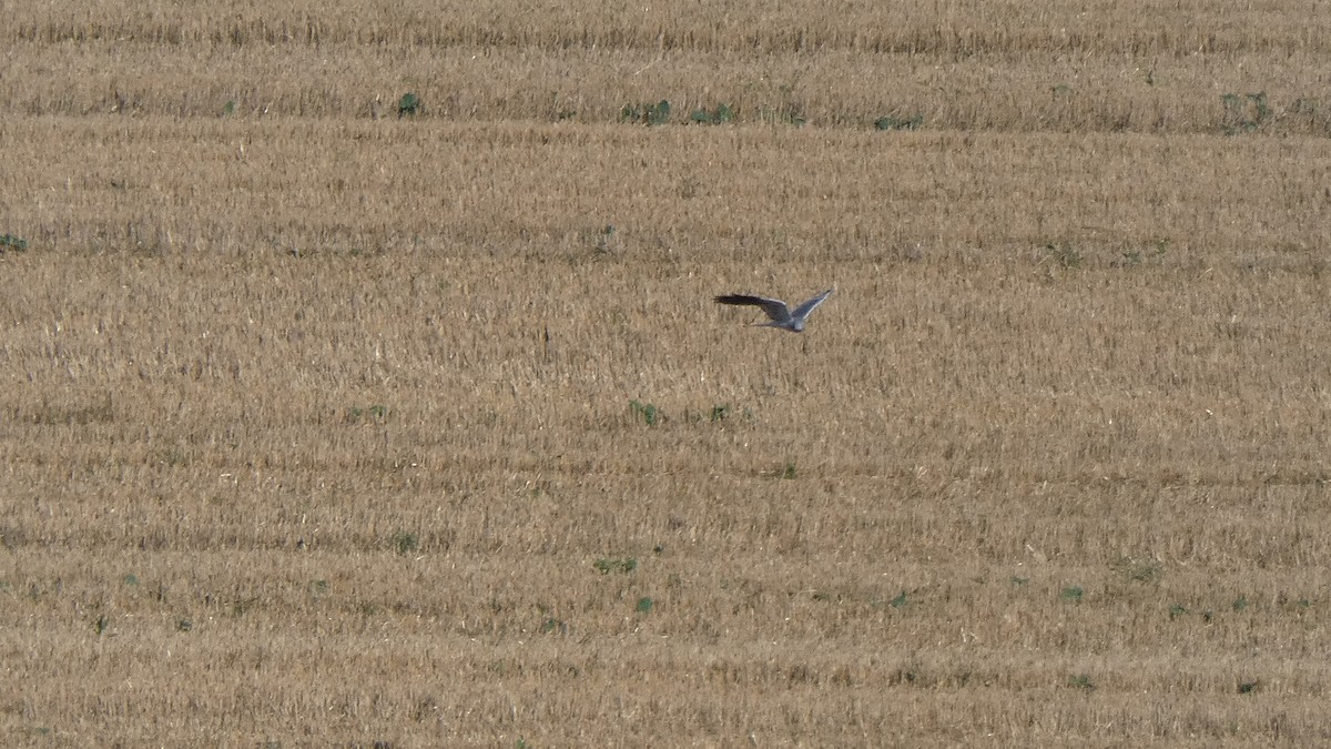 Montagu's Harrier - ML641863961