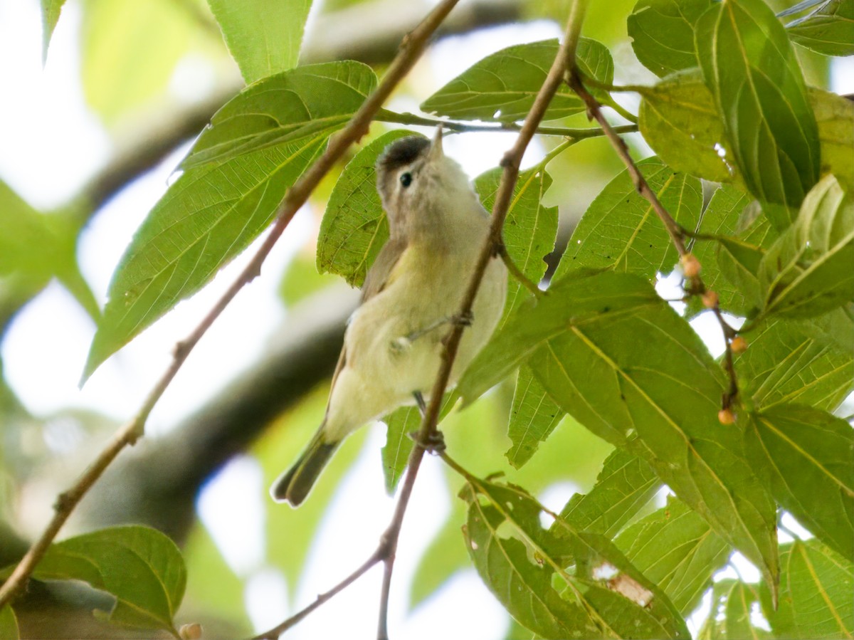 Brown-capped Vireo - ML641863965